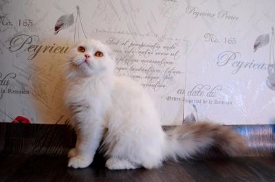 Лот: 5865642. Фото: 1. Кот шотландский. Кошки, котята