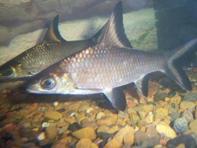 Лот: 551260. Фото: 1. акулий бала 3 взрослых особи. Рыбки