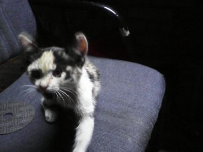 Лот: 12850775. Фото: 1. Котенку нужен дом. Кошки, котята