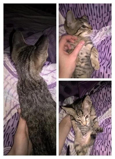 Лот: 9203686. Фото: 1. Котенок. Кошки, котята