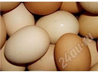 Лот: 438232. Фото: 1. Деревенские яйца. Икра, рыба, морепродукты