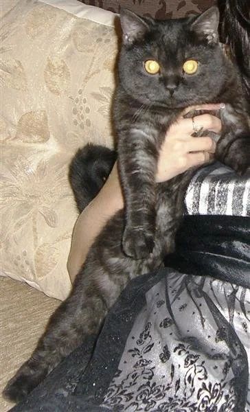 Лот: 2504988. Фото: 1. Британский кот в хорошие руки. Кошки, котята
