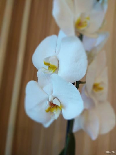Лот: 16762335. Фото: 1. Орхидея фаленопсис. Горшечные растения и комнатные цветы