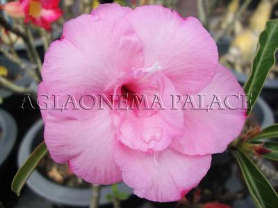 Лот: 4038425. Фото: 1. Phatumma Adenium. Горшечные растения и комнатные цветы