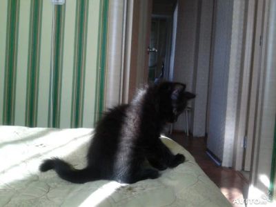 Лот: 4152337. Фото: 1. Отдам в хорошие руки, котенка... Кошки, котята