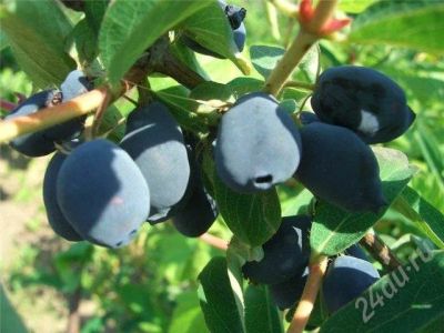 Лот: 311590. Фото: 1. варенье из жимолости Вкусное. Домашние заготовки