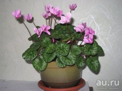 Лот: 8090903. Фото: 1. Куплю Альпийскую фиалку. Горшечные растения и комнатные цветы