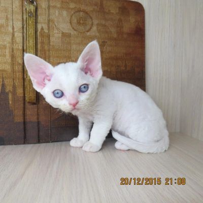 Лот: 6661401. Фото: 1. Котенок девон-рекс. Кошки, котята