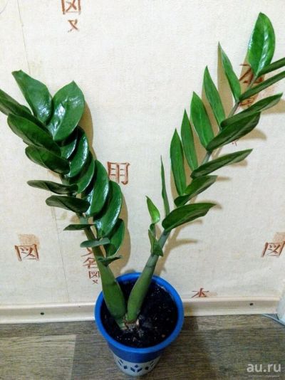 Лот: 10633206. Фото: 1. Цветы долларовое дерево Замиокуькас. Свежие цветы