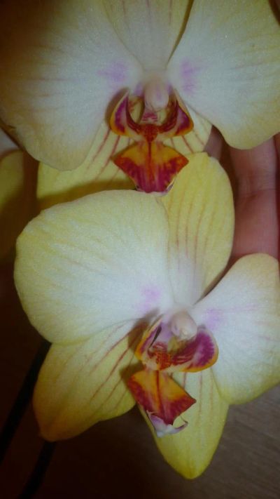 Лот: 6052091. Фото: 1. орхидея фаленопсис Daniella. Горшечные растения и комнатные цветы