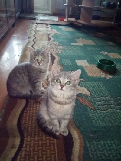Лот: 12706631. Фото: 1. отдам котят помогу с стерилизацией. Кошки, котята