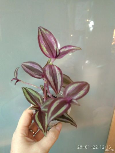 Лот: 16249123. Фото: 1. Традесканция Zebrina pendula... Горшечные растения и комнатные цветы