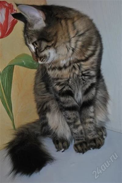 Лот: 1681747. Фото: 1. отдам котенка в добрые руки... Кошки, котята