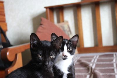 Лот: 10113765. Фото: 1. Маленькие котята черный котенок... Кошки, котята