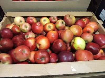 Лот: 15036217. Фото: 1. Лот №2, яблоки некондиция. Овощи, фрукты, зелень