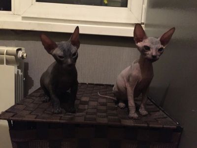 Лот: 6717361. Фото: 1. котята Доского сфинкса 1 шт. Кошки, котята
