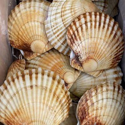 Лот: 18715738. Фото: 1. Морской гребешок в ракушке. Икра, рыба, морепродукты