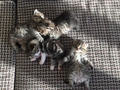Лот: 7694814. Фото: 1. Котята шотландцы. Кошки, котята