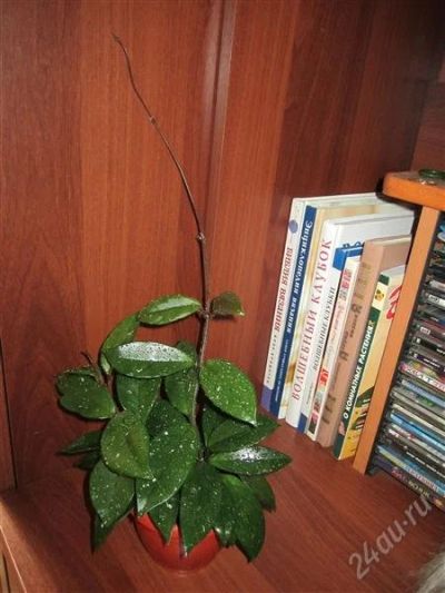 Лот: 982033. Фото: 1. ХойяКарноза - шикарный кустик. Горшечные растения и комнатные цветы