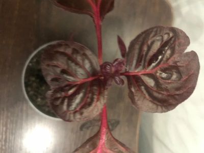 Лот: 17867954. Фото: 1. Ирезина. Горшечные растения и комнатные цветы