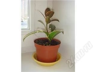 Лот: 127208. Фото: 1. Фикус. Горшечные растения и комнатные цветы
