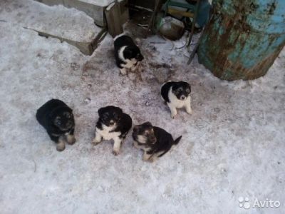 Лот: 6945961. Фото: 1. Щенки в хорошие руки. Собаки, щенки