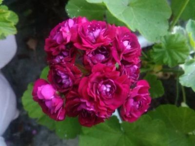 Лот: 14700332. Фото: 1. Пеларгония Monserud rosen. Горшечные растения и комнатные цветы