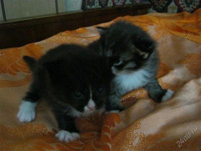 Лот: 2308563. Фото: 1. Очаровательные котята. Кошки, котята