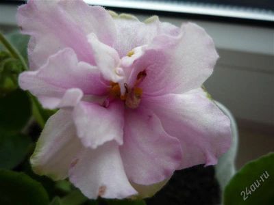 Лот: 1968218. Фото: 1. фиалка нежно розовая цветущая... Горшечные растения и комнатные цветы