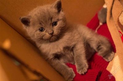 Лот: 995951. Фото: 1. Британцы котята. Остальные животные