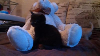 Лот: 5969485. Фото: 1. Подарю угольно черного и ярко... Кошки, котята