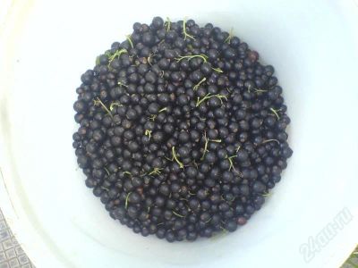 Лот: 452995. Фото: 1. смородина черная. Другое (растения и животные)