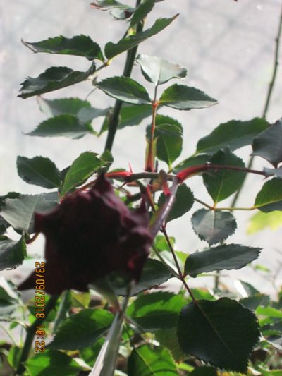 Лот: 10005999. Фото: 1. роза малиновая комнатная. Горшечные растения и комнатные цветы