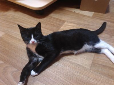 Лот: 4268411. Фото: 1. Девочка ищет свой дом!!! Умная... Кошки, котята
