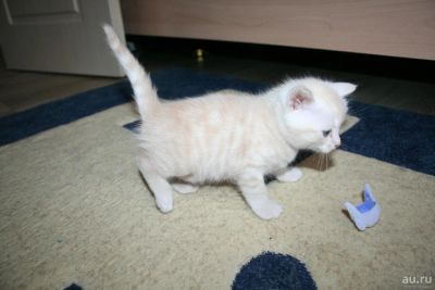 Лот: 9011224. Фото: 1. Шотландский прямоухий котенок. Кошки, котята