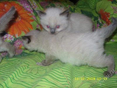 Лот: 190029. Фото: 1. котенок от нашего кота! налетай... Остальные животные