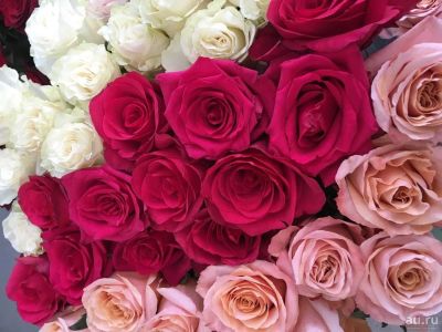 Лот: 13861877. Фото: 1. Розы разные/ Эквадор. Свежие цветы