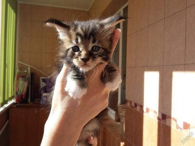 Лот: 5886617. Фото: 1. Котенок Мейн-Кун кошка черный... Кошки, котята