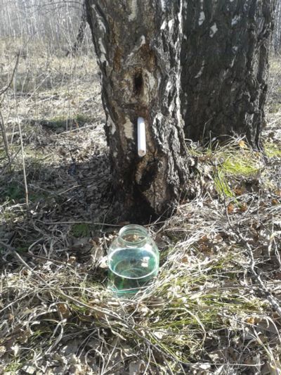 Лот: 7396520. Фото: 1. Березовый сок. Напитки