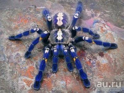 Лот: 8582246. Фото: 1. Паук птицеед Poecilotheria metallica... Остальные животные