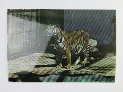 Лот: 23296474. Фото: 1. Венгальский тигр. Куба. Национальный... Открытки, конверты