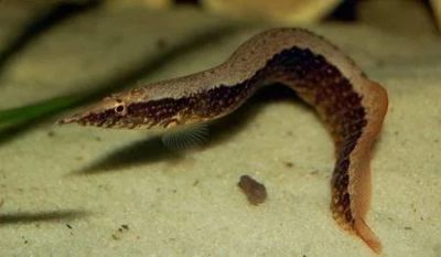 Лот: 16204956. Фото: 1. Макрогнатус кофейный (Macrognathus... Рыбки