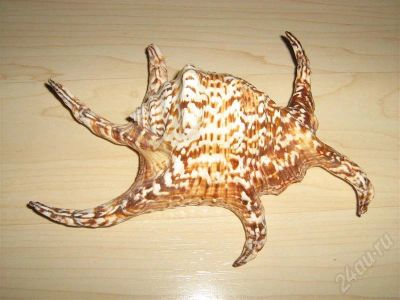 Лот: 626719. Фото: 1. Ракушка большая. Другое (домашний быт)