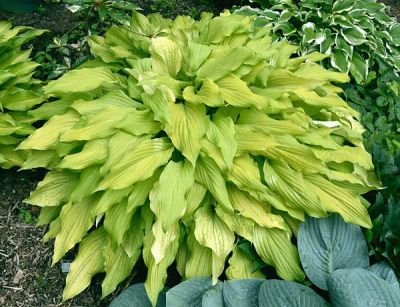 Лот: 20425036. Фото: 1. хоста Липстик Блонд (hosta Lipstick... Садовые цветы