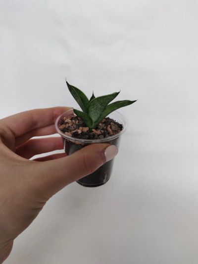 Лот: 19018205. Фото: 1. Сансевиерия Инти (Sansevieria... Горшечные растения и комнатные цветы