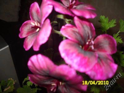 Лот: 319817. Фото: 1. пеларгония королевская Sparkler... Горшечные растения и комнатные цветы