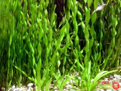 Лот: 9009245. Фото: 1. Валлиснерия спиральная 5-8 штук... Водные растения