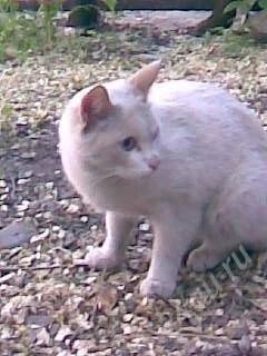 Лот: 1878518. Фото: 1. Котику Нужны ручки. Кошки, котята