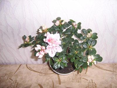 Лот: 977151. Фото: 1. азалия 1. Горшечные растения и комнатные цветы