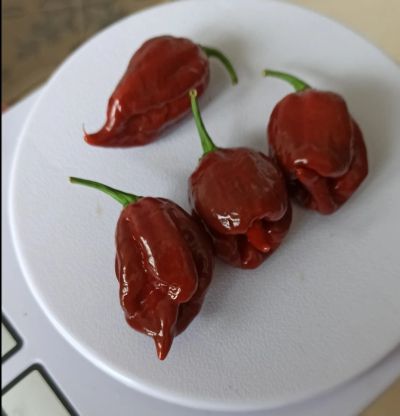 Лот: 14573170. Фото: 1. Плод перца Сarolina Reaper Chocolate... Овощи, фрукты, зелень